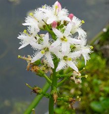 Waterdrieblad_bloem wikipedia