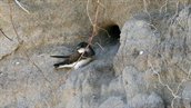 Sand_Martin_(Riparia_riparia)_(9) oeverzwaluw