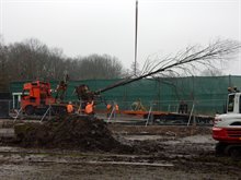 Verplanten bomen van Europaweg naar Helperzoomtunnel