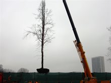 Verplanten bomen van Europaweg naar Helperzoomtunnel