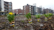 Burenactie: Narcissen voor bewoners Maaslaan